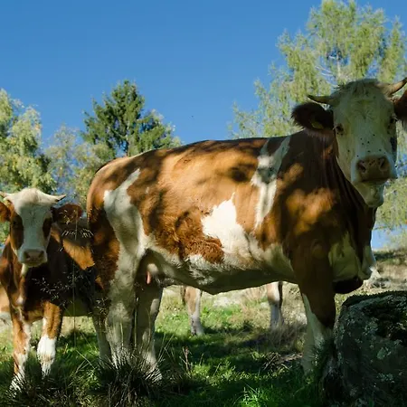 Agroturismo Stockerhof